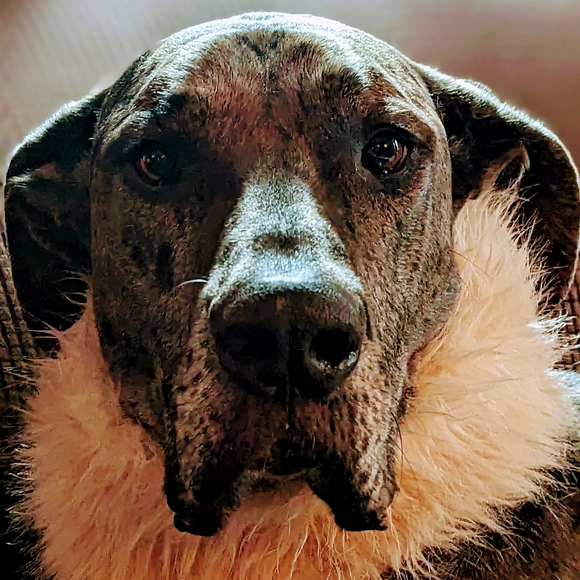 Live Show Notification🔥Boston302 - Picture 2 of 3